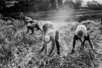 Récolte des oignons doux des Cévennes. Taleyrac, 14 août 2021.