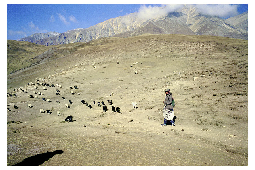 Nomad family. Every day at 6am kuzand dorma, 13, leaves with a flock of 150 sheep. With vegetation becoming a rarity around their camp, kuzang and his brother tsering walk for three hours to find pasture for the family’s flock. they will return at nightfall. Mustang region, Nepal, April 2009.