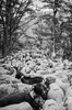 Transhumance du Gasquet à Camprieu, via la forêt domaniale de l’Aigoual. 4 juin 2022.