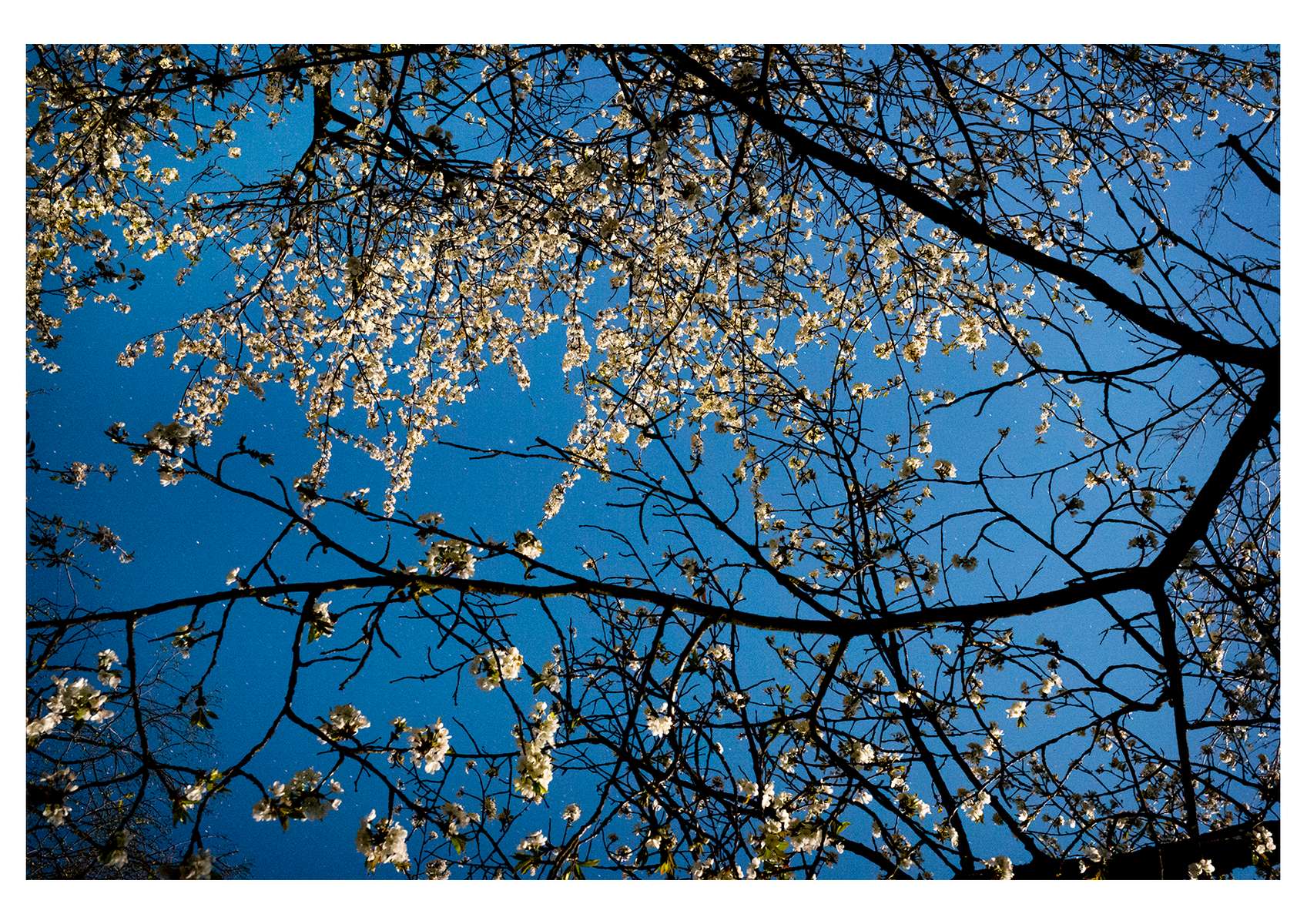 cerisier en fleurs lors de la super lune. Valleraugue, Gard, France, 8 Mai 2020  Avril 2020 Avril 2020