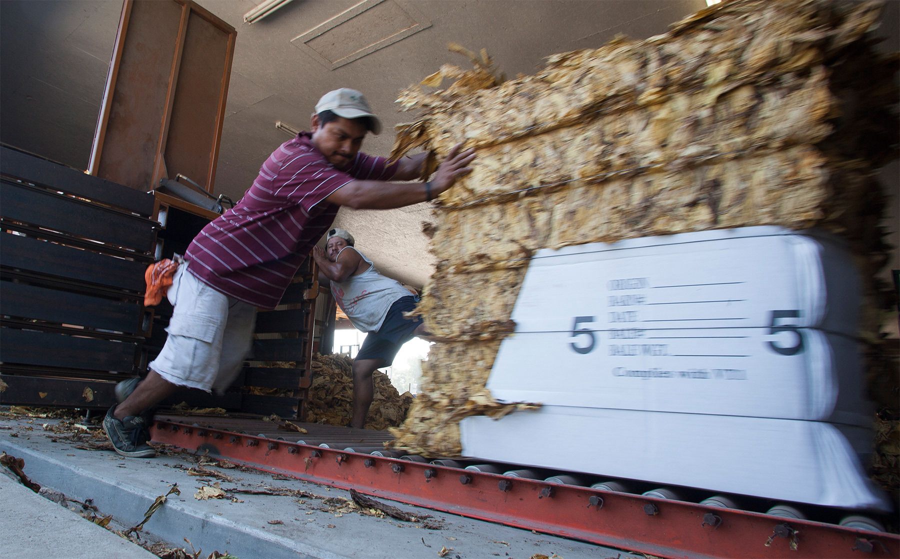 Adam Armenta (foreground) and other workers bundle flue-cured tobacco at Shelly Farms in the Pleasant View community of Horry County, South Carolina July 26, 2013. The traditional tobacco harvest requires many labor intensive hours to bring the crop to market, especially with the flue-cured variety prominent in the southern United States. With the growing health concerns with smoking in the US, most farmers use market cooperatives to sell their crop to the growing markets in China.      Picture taken on July 26, 2013.   REUTERS/Randall Hill (UNITED STATES)