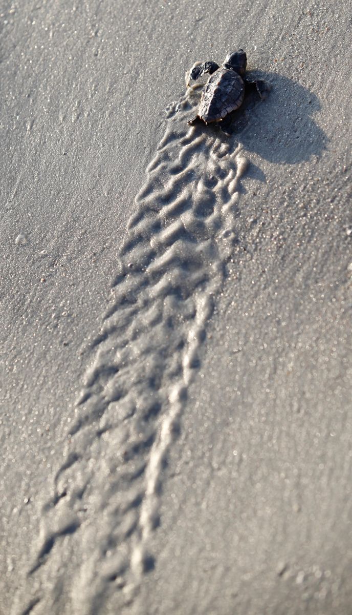 A Loggerhead turtle hatchling makes its way to the surf at Myrtle Beach State Park in Myrtle Beach, South Carolina August 4, 2012.REUTERS/Randall Hill