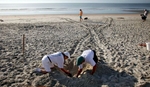 With turtle tracks in the background, volunteer Goffinet McLaren (L) and South Carolina United Turtle Enthusiasts head coordinator, Jeff McClary, check over the location of a freshly laid nest on Litchfield Beach along the coast of South Carolina August 9, 2012.REUTERS/Randall Hill
