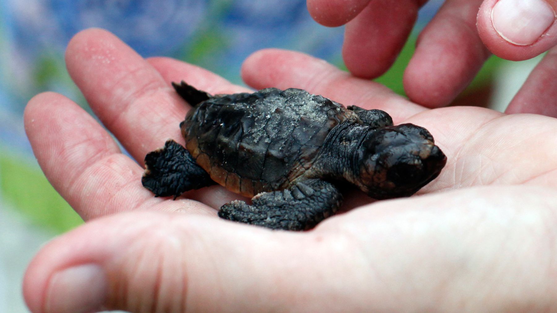 A volunteer looks at an injured Loggerhead sea turtle hatchling after an inventory on Litchfield Beach, South Carolina August 17, 2012.REUTERS/Randall Hill