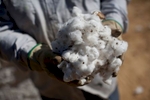 Farm worker Jose Luna holds a bundle of harvested cotton at Baxley & Baxley Farms in Minturn, South Carolina November 24, 2012. The third generation farm, located along South Carolina's cotton corridor, harvested just under 1100 acres of cotton this season. The Baxley family plants several crops but cotton is the cash crop and the most profitable.    REUTERS/Randall Hill (UNITED STATES)
