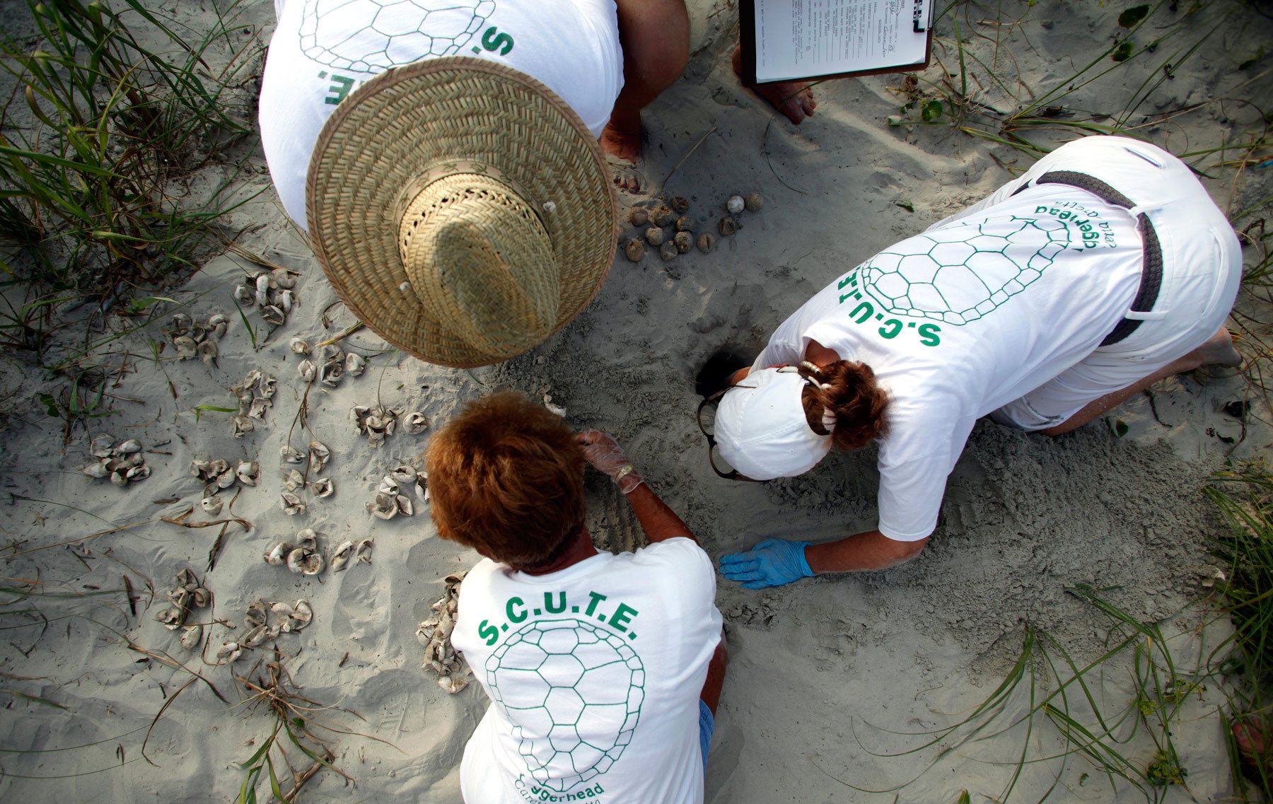 Volunteers take an inventory of turtle eggs hatched from a nest in Litchfield Beach, South Carolina August 16, 2012. The group secures and marks an average of 100 nests during a season that goes from May through October.REUTERS/Randall Hill