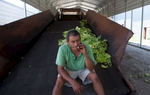 Farm hand Manuel Lopes takes a smoke break at Shelly Farms in the Pleasant View community of Horry County, South Carolina July 26, 2013. The traditional tobacco harvest requires many labor intensive hours to bring the crop to market, especially with the flue-cured variety prominent in the southern United States. With the growing health concerns with smoking in the US, most farmers use market cooperatives to sell their crop to the growing markets in China.      Picture taken on July 26, 2013.   REUTERS/Randall Hill (UNITED STATES)