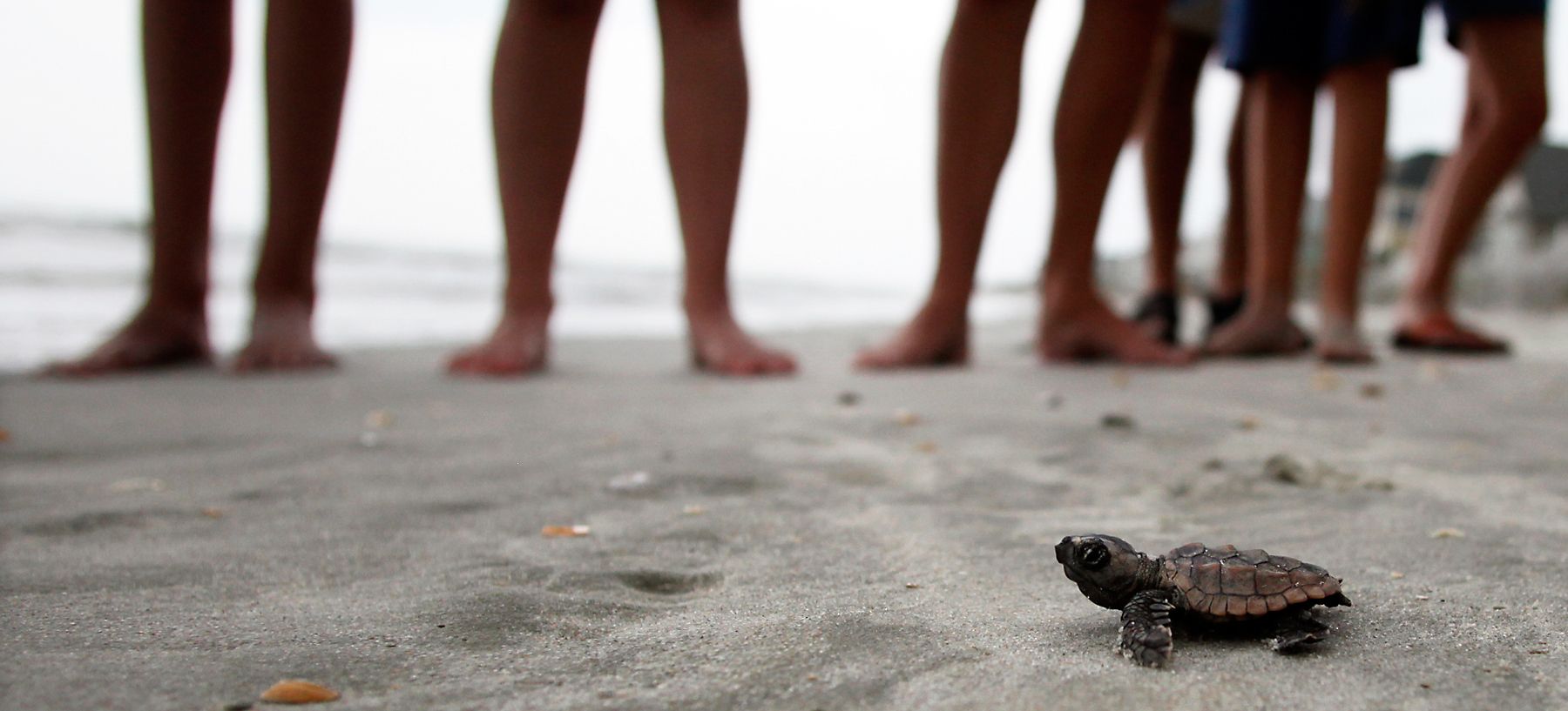 A loggerhead turtle hatchling makes it's way to the surf, as tourists and volunteers look on, at South Litchfield Beach along the coast of South Carolina August 17, 2012. South Carolina United Turtle Enthusiasts (SCUTE), is a group of volunteers dedicated to sea turtle conservation in Georgetown and Horry counties.REUTERS/Randall Hill