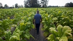 Lester {quote}Buddy{quote} Stroud, a farm hand at Shelley Farms, walks through a field of tobacco ready to be harvested in the Pleasant View community of Horry County, South Carolina July 26, 2013. The traditional tobacco harvest requires many labor intensive hours to bring the crop to market, especially with the flue-cured variety prominent in the southern United States. With the growing health concerns with smoking in the US, most farmers use market cooperatives to sell their crop to the growing markets in China. Picture taken on July 26, 2013.   REUTERS/Randall Hill (UNITED STATES)