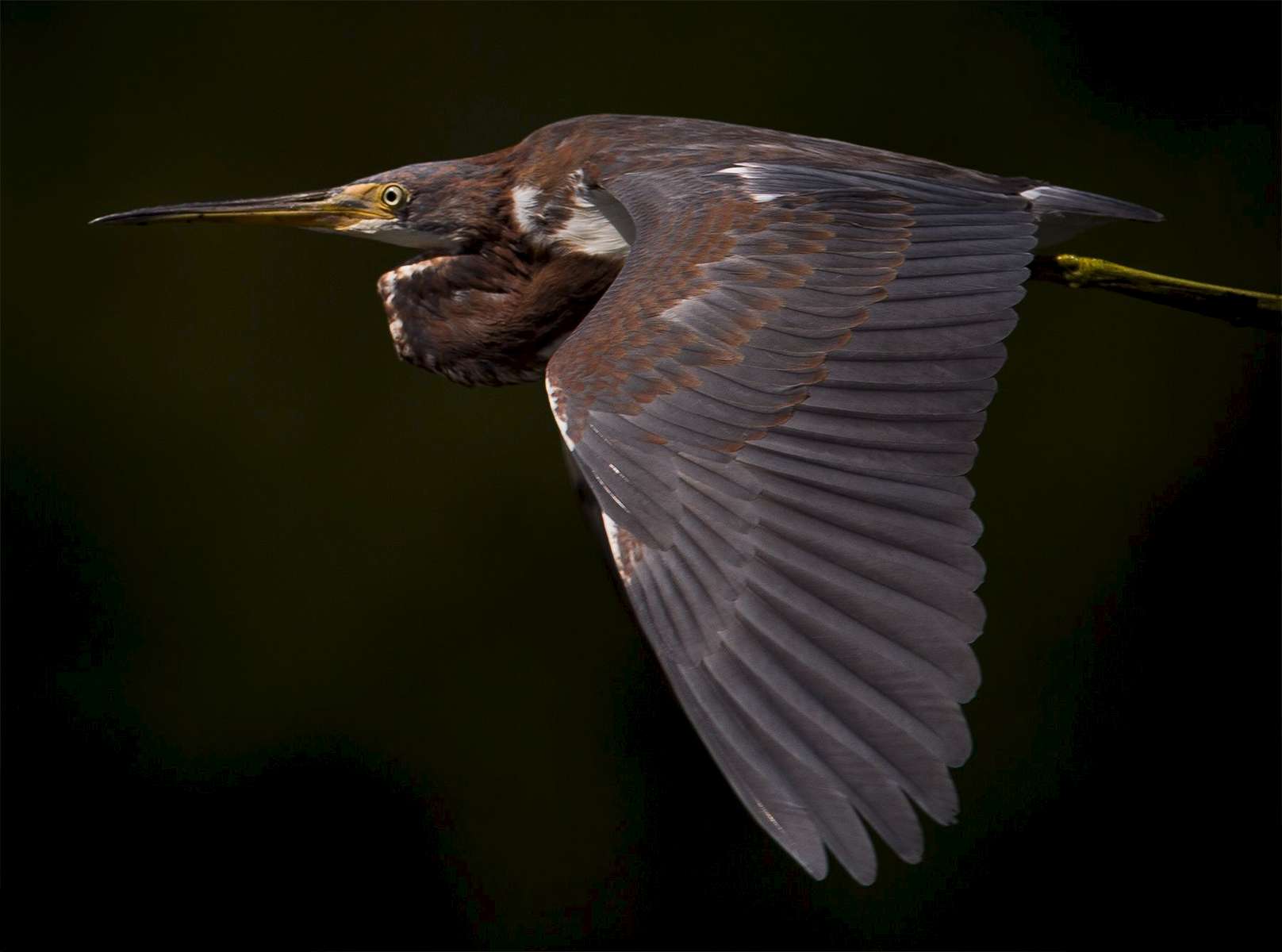 A Tricolored Heron in flight at Huntinton Beach State Park.