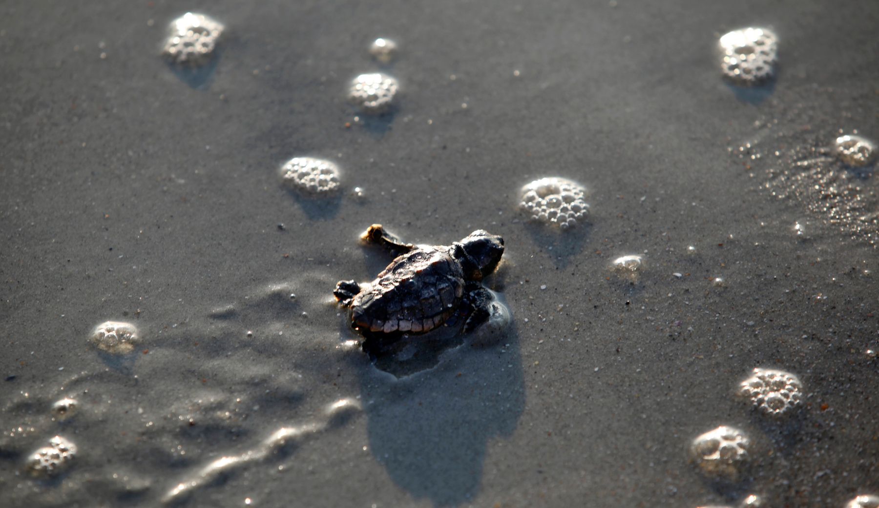 A Loggerhead sea turtle hatchling makes its way to the ocean after an inventory on Litchfield Beach, South Carolina August 17, 2012.REUTERS/Randall Hill