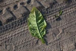 A bottom leaf of tobacco lays on a sandy road at a field maintained by Shelley Farms in the Pleasant View community of Horry County, South Carolina July 26, 2013. The traditional tobacco harvest requires many labor intensive hours to bring the crop to market, especially with the flue-cured variety prominent in the southern United States. With the growing health concerns with smoking in the US, most farmers use market cooperatives to sell their crop to the growing markets in China.      Picture taken on July 26, 2013.   REUTERS/Randall Hill (UNITED STATES)
