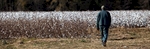 Farm worker Frank Moore walks along a field of cotton on the Baxley & Baxley Farm in Minturn, South Carolina November 24, 2012. Moore who is in his 60s, has worked with the Baxley family his entire adult life.   REUTERS/Randall Hill (UNITED STATES)