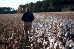 Farmer Roy Baxley, Jr. looks over the cotton harvest as he stands in a field of cotton in Minturn, South Carolina November 24, 2012. At the age of 18, Baxley took over the family farm after his father died from a sudden heart attack. He was forced to leave college and change the direction of his life or liquify the family farm.  REUTERS/Randall Hill (UNITED STATES)