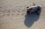 A Loggerhead turtle hatchling makes its way to the surf at Myrtle Beach State Park in Myrtle Beach, South Carolina August 4, 2012. Nest inventories are taken three days after the nests hatch and the empty egg shells are categorized and the information is sent to researchers. Turtle volunteers walk the area's beaches along South Carolina's coast daily during the nesting season, looking for signs of turtle activity and keeping tabs on the progress of the endangered species of turtles that lay their eggs along the coast. REUTERS/Randall Hill