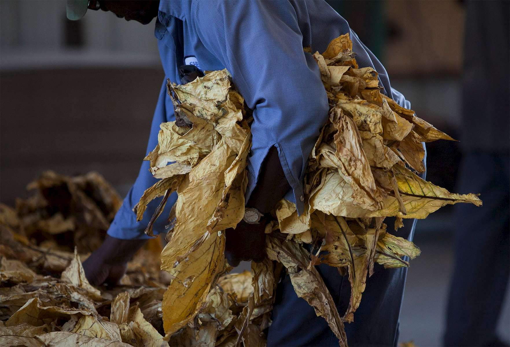 Farm hand Harry Dingles, 66, bundles cured tobacco at Shelly Farms in the Pleasant View community of Horry County, South Carolina July 26, 2013. Dingles has worked at the farm his entire adult life and grew up with the farm's owner Johnny Shelley. The traditional tobacco harvest requires many labor intensive hours to bring the crop to market, especially with the flue-cured variety prominent in the southern United States. With the growing health concerns with smoking in the US, most farmers use market cooperatives to sell their crop to the growing markets in China.      Picture taken on July 26, 2013.   REUTERS/Randall Hill (UNITED STATES)