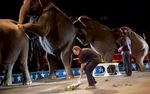 Danny McRoberts of Augusta, Georgia, performs one of his tasks as an animal handler during a Cole Brother Circus of the Stars show in Myrtle Beach, South Carolina March 31, 2013. Traveling circuses such as the Cole Brothers Circus of the Stars, complete with it's traveling big top tent, set up their tent city in smaller markets all along the East Coast of the United States as they aim to bring the circus to rural areas. The Cole Brothers Circus, now in its 129th edition, travels to 100 cities in 20-25 states and stages 250 shows a year.   REUTERS/Randall Hill