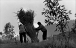 Akha villagers bundle hay for repairs to their grass huts.
