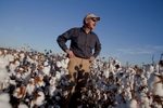 Farmer Roy Baxley, Jr. watches over the cotton harvest as he stands in a field of cotton in Minturn, South Carolina November 24, 2012. At the age of 18, Baxley took over the family farm after his father died from a sudden heart attack. He was forced to leave college and change the direction of his life or liquify the family farm.  REUTERS/Randall Hill (UNITED STATES)