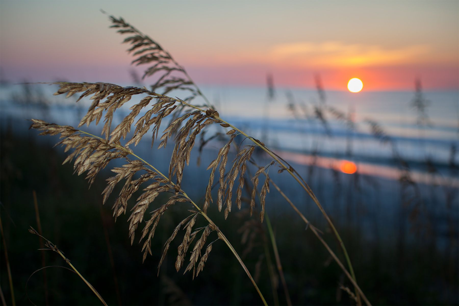 The sun pops above the edge of the ocean illuminating sea oaks along the dunes at Myrtle Beach State Park.