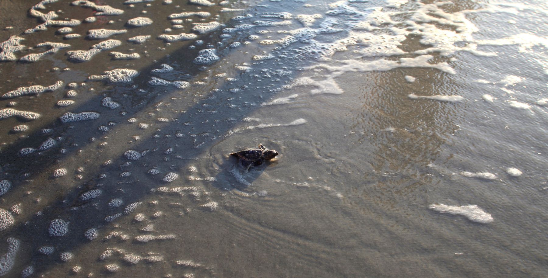 A Loggerhead turtle hatchling makes its way to the surf August 4, 2012 at Myrtle Beach State Park in Myrtle Beach, South Carolina. Nest inventories are taken three days after they hatch and the empty egg shells are categorized and the information is sent to researchers. On this day three live turtles remained in the nest unable to get out on their own. They were released to enthusiastic cheers from those gathered to watch the process. Turtle volunteers walk the area's beaches along South Carolina's coast daily during the nesting season, looking for signs of turtle activity and keeping tabs on the progress of the endangered species of turtles that lay their eggs along the coast.   REUTERS/Randall Hill  (UNITED STATES)