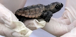 A healthy Loggerhead sea turtle hatchling is held after a hatching inventory on Litchfield Beach along the coast of South Carolina August 17, 2012.REUTERS/Randall Hill