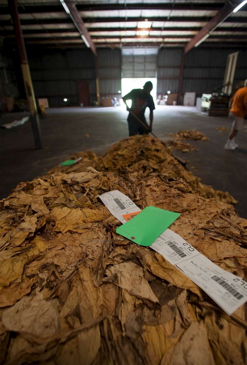 Warehouse worker David Montgomery sweeps tobacco from the floor at Big L Warehouse in Mullins, South Carolina July 29, 2013. The traditional tobacco harvest requires many labor intensive hours to bring the crop to market, especially with the flue-cured variety prominent in the southern United States. With the growing health concerns with smoking in the US, most farmers use market cooperatives to sell their crop to the growing markets in China.      Picture taken on July 29, 2013.   REUTERS/Randall Hill (UNITED STATES)