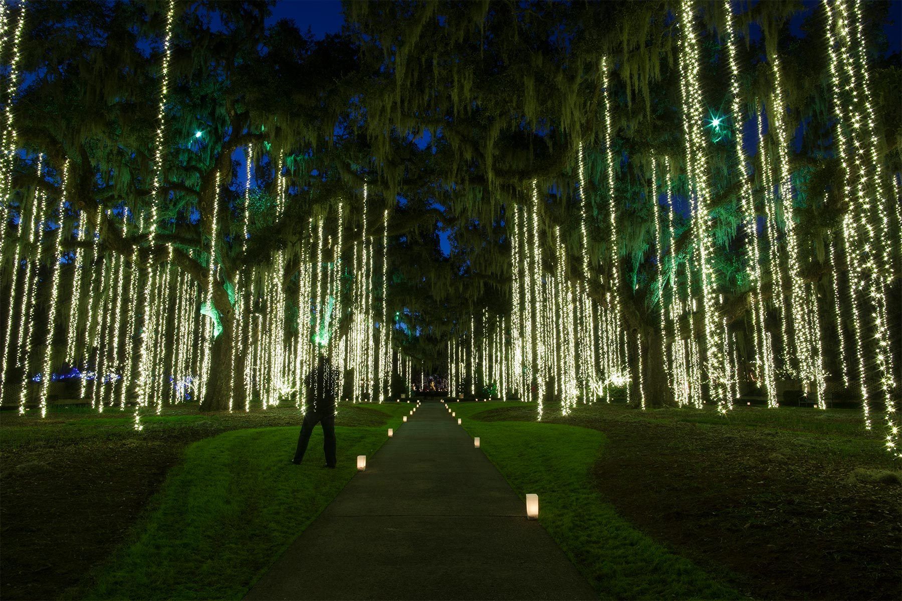 Light curtains hang from the 250 year-old trees at Live Oak Allee during the annual Nights of a Thousand Candles at Brookgreen Gardens in Murrells Inlet.
