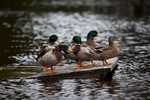Mallard Ducks find a high spot along the flooded area along Waccamaw Lake Drive in Conway, South Carolina October 6, 2015. Floodwaters from unprecedented rainfall in South Carolina have killed 11 people, closed some 550 roads and bridges and prompted hundreds of rescues of people trapped in homes and cars, officials said on Monday. REUTERS/Randall Hill