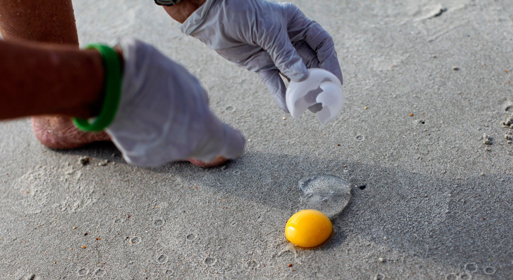South Carolina United Turtle Enthusiasts (SCUTE) coordinator Sue Habermeier opens a Green turtle egg for a DNA sample on Garden City Beach, South Carolina August 13, 2012. During a nest relocation or inspection, one egg is sacrificed for the DNA sample located in the membrane on the inside of the shell that scientists use to track the female turtles.REUTERS/Randall Hill