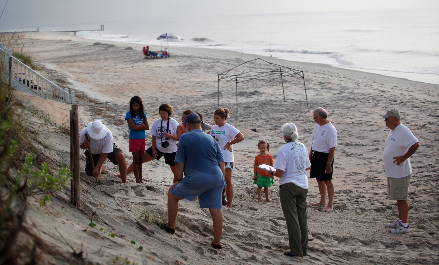 South Carolina United Turtle Enthusiasts (SCUTE), head coordinator  and co-founder Jeff McClary probes gently for a Green turtle nest using a cue stick while trying to locate a the nest August 13, 2012 on Garden City Beach, South Carolina. Nest location is difficult and only certified members are allowed to do it. Green turtles are even more endangered than Loggerheads and the group has secured 4 nests on this beach this nesting season. {quote}We started SCUTE  to get more hatchlings into the water,{quote} he said about the organization. {quote}Instead of sitting back and counting dead turtles, we wanted to maximize live turtles into the enviroment.{quote} Turtle volunteers walk the area's beaches along South Carolina's coast daily during the nesting season, looking for signs of turtle activity and keeping tabs on the progress of the endangered species of turtles that lay their eggs along the coast.   REUTERS/Randall Hill  (UNITED STATES)