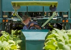 Lester {quote}Buddy{quote} Stroud, a farm hand at Shelley Farms, operates a tobacco harvester at Shelley Farms in the Pleasant View community of Horry County, South Carolina July 26, 2013. The traditional tobacco harvest requires many labor intensive hours to bring the crop to market, especially with the flue-cured variety prominent in the southern United States. With the growing health concerns with smoking in the US, most farmers use market cooperatives to sell their crop to the growing markets in China.      Picture taken on July 26, 2013.   REUTERS/Randall Hill (UNITED STATES)