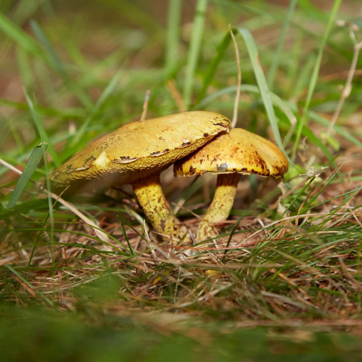 mushroombuddies