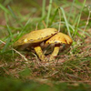 mushroombuddies