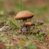 mushroommomandbaby