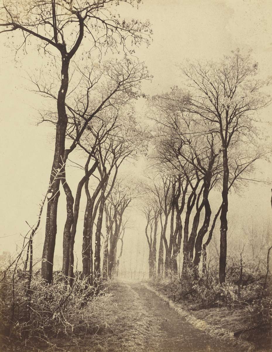 Eugène Cuvelier, Road and Trees with Hoarfrost, French, 1837 - 1900, 1860, albumen print from paper negative mounted on paperboard, Patrons\' Permanent Fund