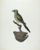 John Thorsen, Robin (German?), American, active c. 1935, c. 1939, watercolor, graphite, and pen and ink on paperboard, Index of American Design